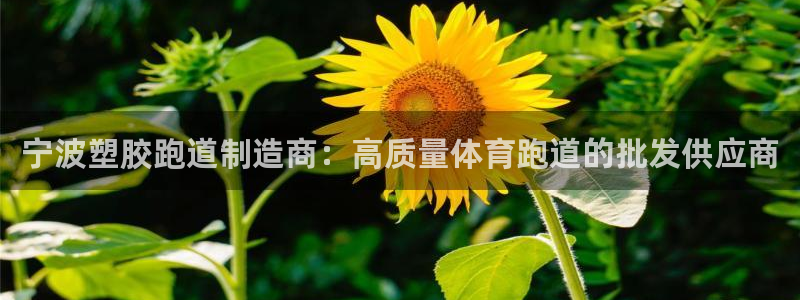 红足1世足球网址大全：宁波塑胶跑道制造商：高质量体育跑道的批发供应商