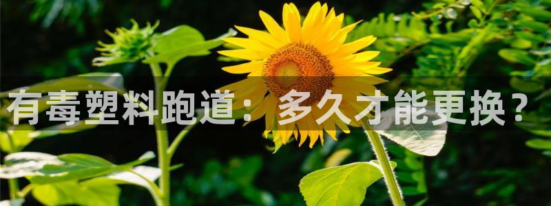 红足一1世官网比分：有毒塑料跑道：多久才能更换？