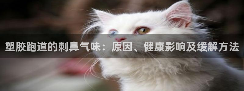 红世一足球比分