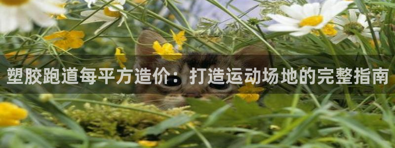 333814红·足一世比分：塑胶跑道每平方造价：打造运动场地的完整指南